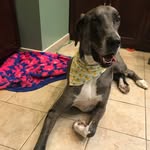 Meaghan Dugan - @meagspetsitting - Instagram
