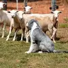 Meaghan Edwards - @fluff.yeah - TikTok