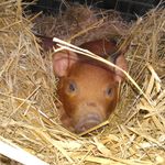 Meagan Monaghan - @goldenacornfarm - Instagram