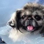 JillyBean the Pekingese - @mean___bean - Instagram