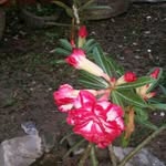 Mee Eng Lu - @meeenglu - Instagram