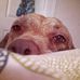 Meeka Boom-Boom Brown - Facebook
