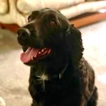 Meg Burns - @onenaughtycockerspaniel - Instagram