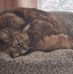 Meg Cameron - Facebook