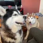 Meg Christensen & Adam Ninness - @demonandchayse_thehuskies - Instagram