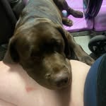 Meg’s pups - @megancroft06 - Instagram
