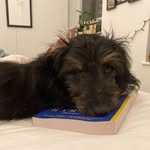 Megan Kahn - @megs.book.corner - Instagram