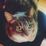 Fat Cat Meg Meg McGrath - @fatcatmcg - Instagram