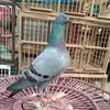 keranjang merpati - @megan_bayem - TikTok