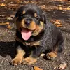 Megan Bowling - @megan_rotties - TikTok