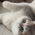 Megan Chiu - @megan.berry720 - Instagram
