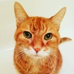 Megan Danielson - @fiendishkitty - Instagram