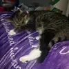 catlover24 - @meganderrick495 - TikTok