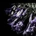 Megan Dowell Photography - Facebook