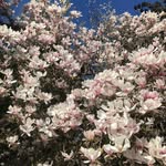 Megan Fitzpatrick - @m3g_nolia - Instagram