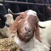 Megan Goldsmith - @megx.g - TikTok