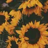 inskeepmegan4 - @inskeepmegan4 - TikTok