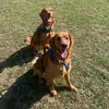 Megan Kiser - @megansdoghouse - TikTok