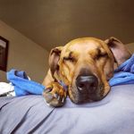 Megan Lemke - @daily_lazy_daisy - Instagram