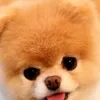 megan lie - @user1089922131599 - TikTok