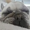 DouDou - @meganemaciel - TikTok