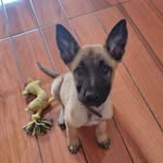 Megan Fox - @megan.malinois - Instagram