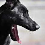 megan🇩🇪 - @megan_malinois - Instagram