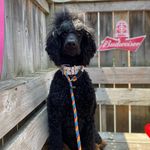 Megan Martel - @hams_grooming - Instagram