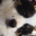 Megan & Milo - @meganthemilo - Instagram