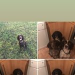 Megan,Milo,Lola And Poppy - @megan_lola_milo_poppy - Instagram