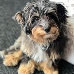 Megan Morrell - @joeytribbianimaltipoo - Instagram