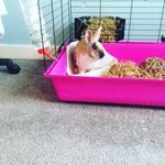 Megan Morrell - @jacob_rabbit - Instagram