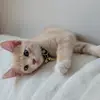 Riley - @meganmortensen09 - TikTok