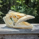 Jaw and Skull Mounts to preserve that wonderful fishing story! - @megans_mounts - Instagram
