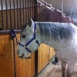 Megan Penney - @the_horse_misty - Instagram
