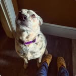Megan St Pierre - @max.thecattledog - Instagram