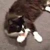 Megan Plank - @megan.plank - TikTok