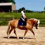 Megan Plumb - @megan_paradressage05 - Instagram