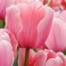 Megan Preece - Facebook