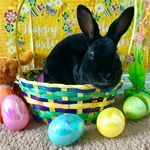 Megan Rebecca Provost - @vinny_therabbit - Instagram