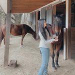 @megan.rizzo.horses - Instagram