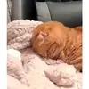 MeganRocha - @meganrochatsuhgbgw - TikTok