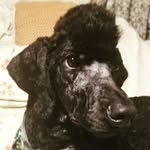 MeganRossiter - @derpymurphy_and_friends - Instagram