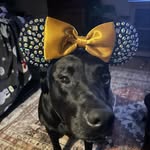 Megan Sell | Disney Travel Agent - @magicaldreamsbymeg - Instagram