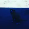 Megan_Steffey - @oneida2402 - TikTok