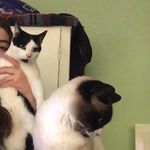 Megan Stringer - @dom_lily_sparky_mishka - Instagram