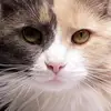 meganstringer37 - @megan.stringer1 - TikTok
