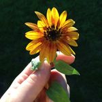 Megan Tuttle - @green.thumbgal - Instagram