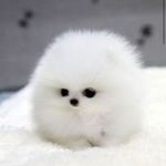 Megan Waugh - @meganwaffles2009 - Instagram