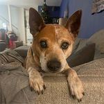 Meghan Westerman - @meghanleigh4941 - Instagram